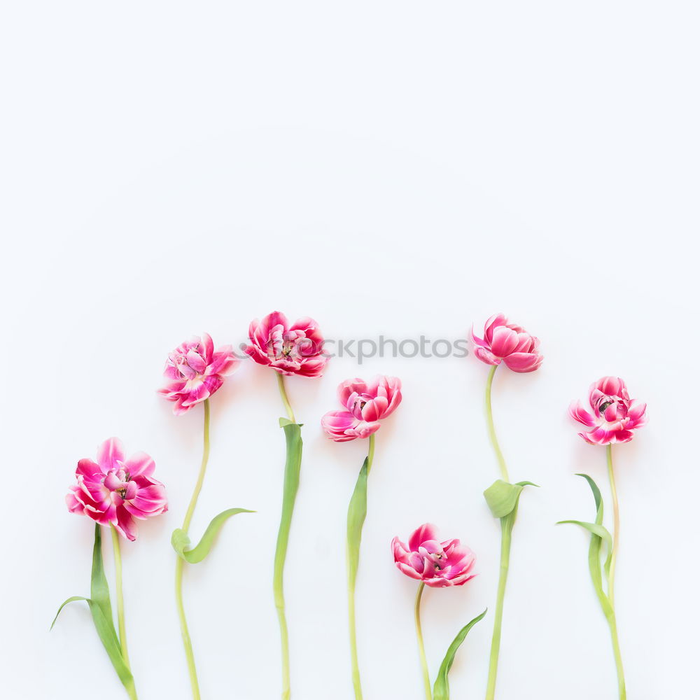 Similar – Beautiful flowers on turquoise background .