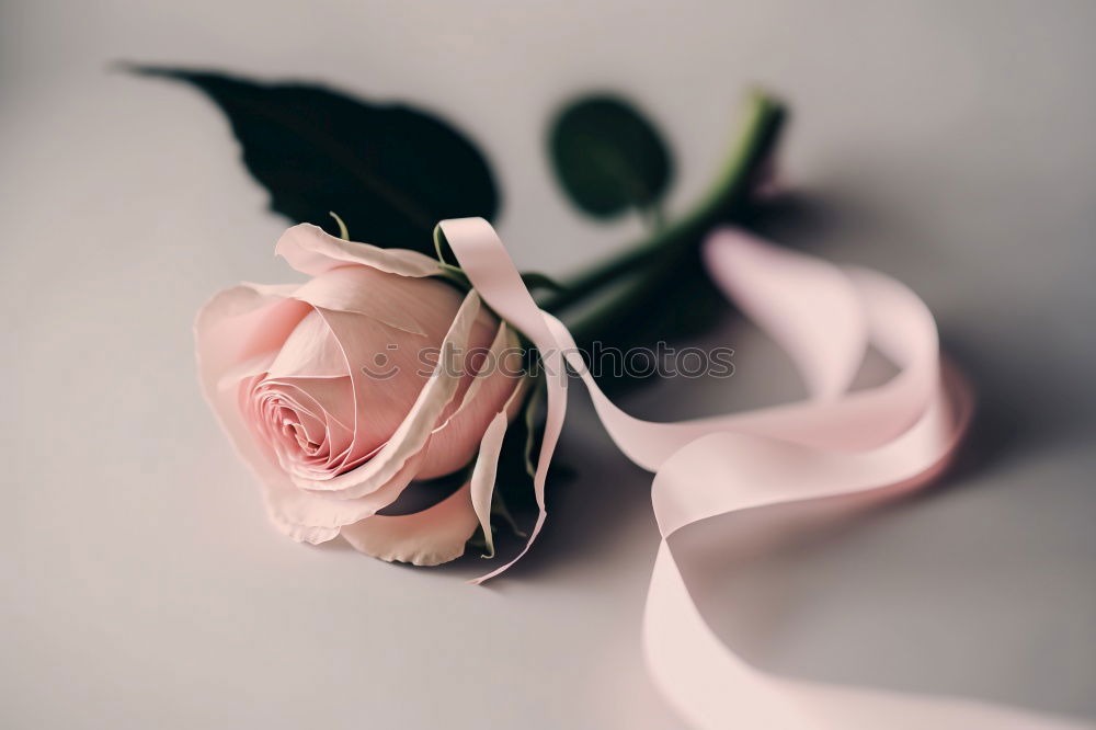 Similar – Image, Stock Photo Bouquet in female hands