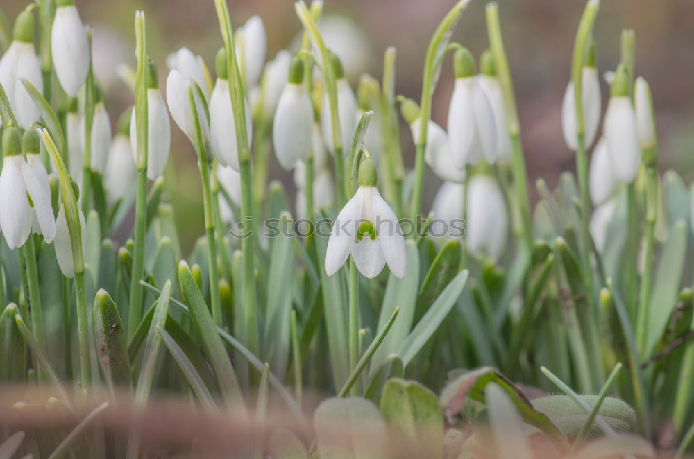 Similar – Frühling 2 Schlosspark