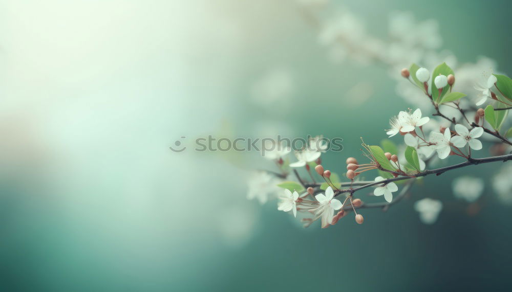 Similar – White spring cherry blossom on blue background