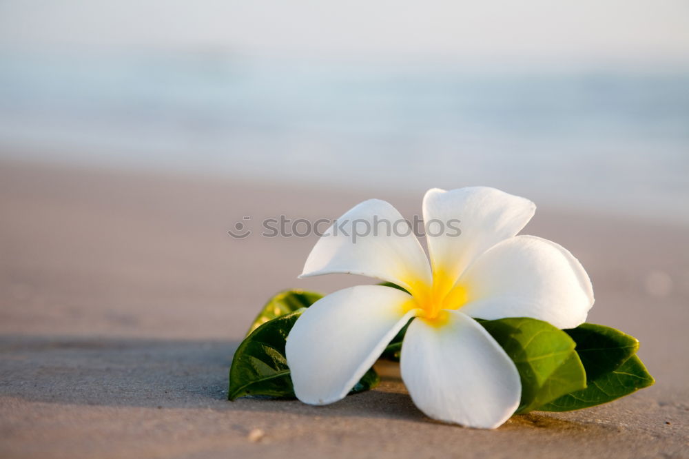 Similar – Image, Stock Photo two flowers on the beach