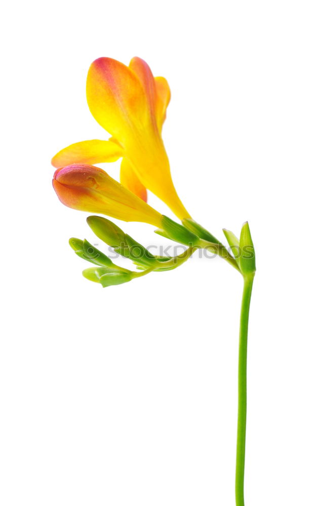 Similar – Woman hold bouquet of origami flowers