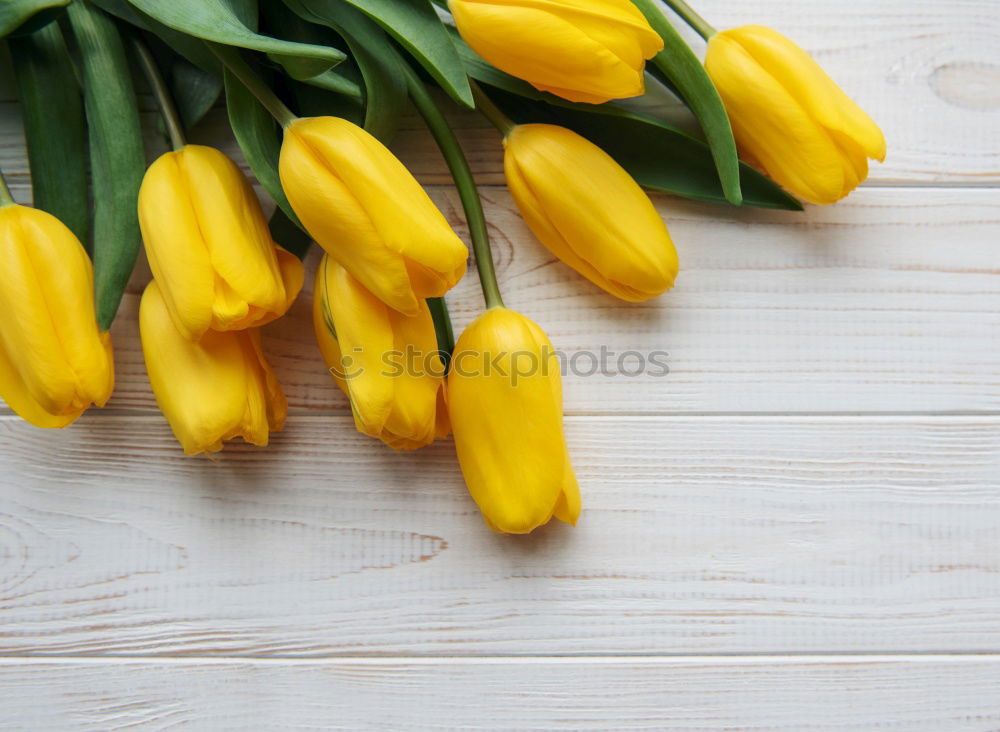 Similar – Image, Stock Photo Young Zucchini With Flowers