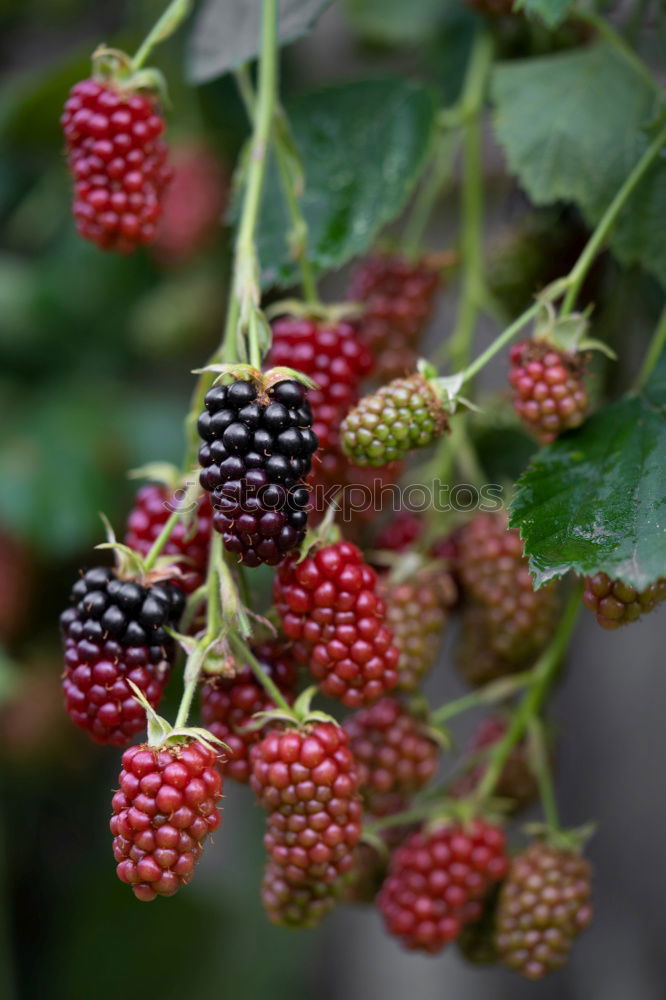 Similar – Image, Stock Photo bomberries Food Fruit