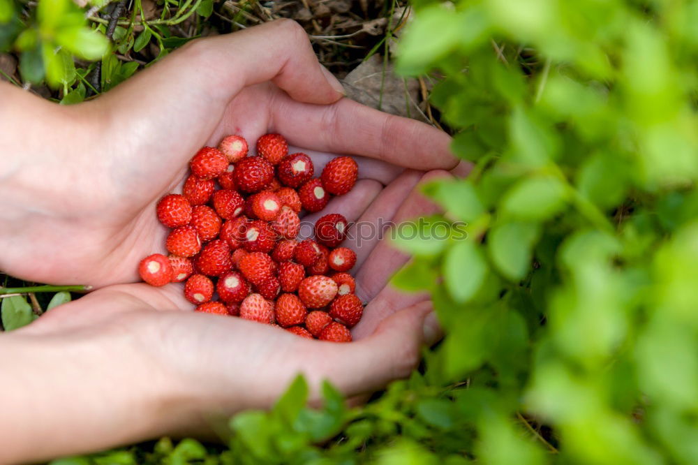 Similar – Image, Stock Photo anticipation Fruit Cherry