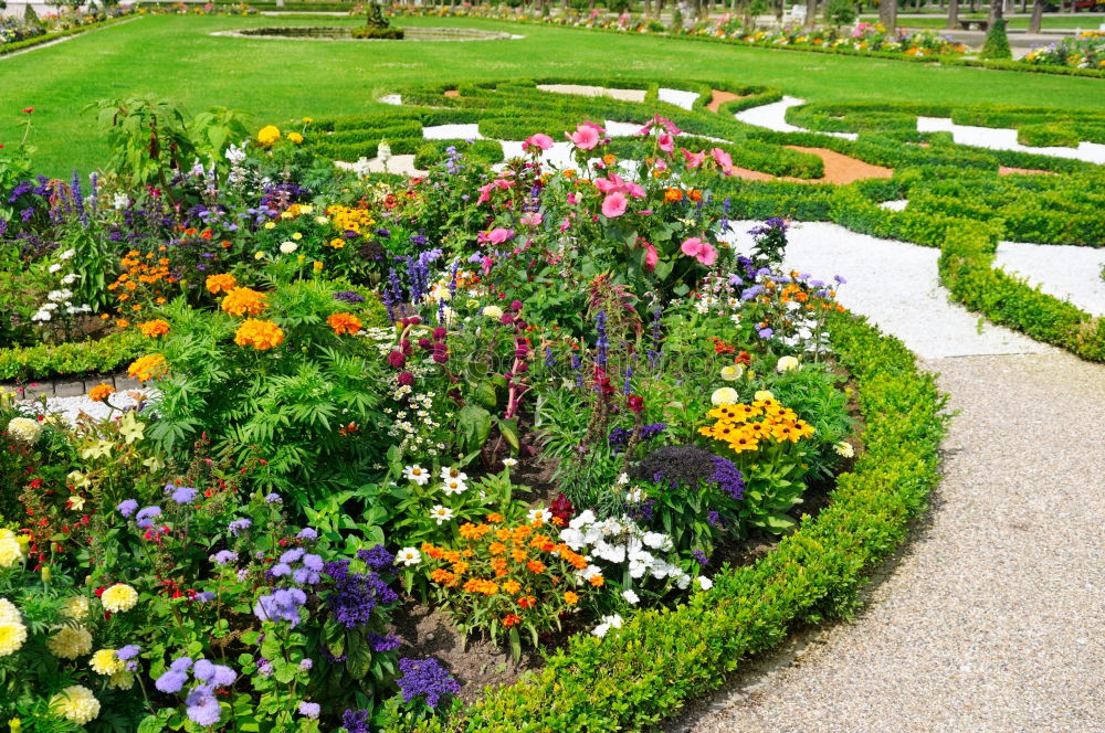 Image, Stock Photo flower paradise Nature