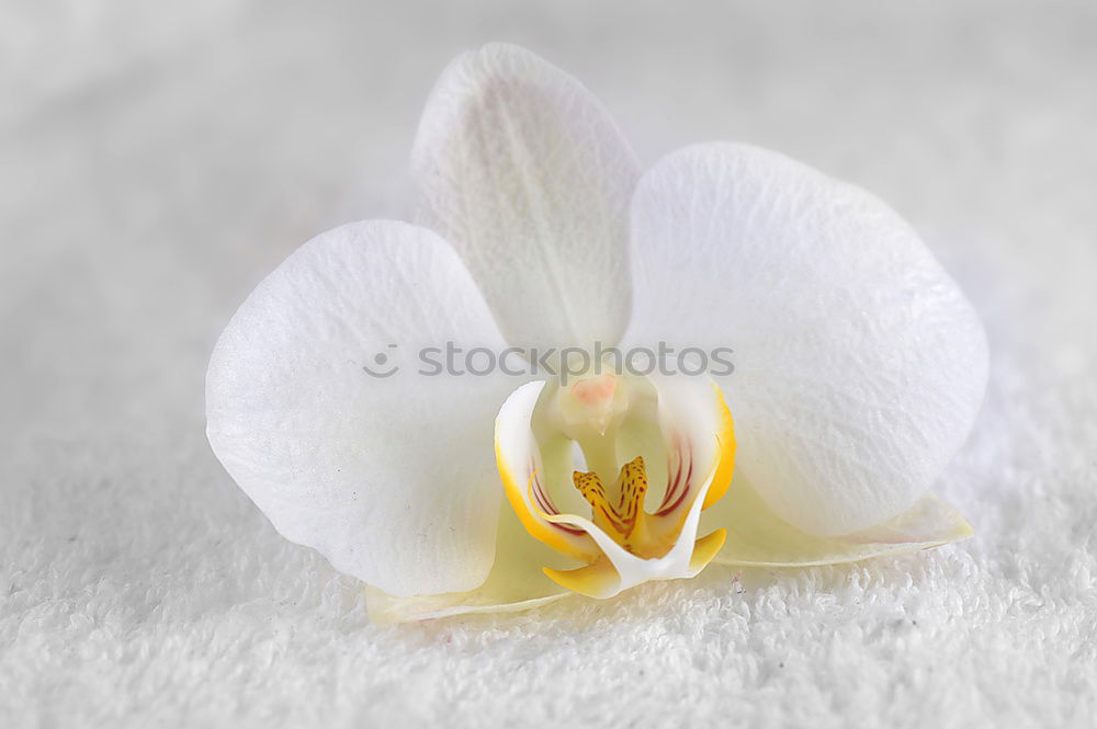 Similar – Foto Bild orchidee Orchidee Blume