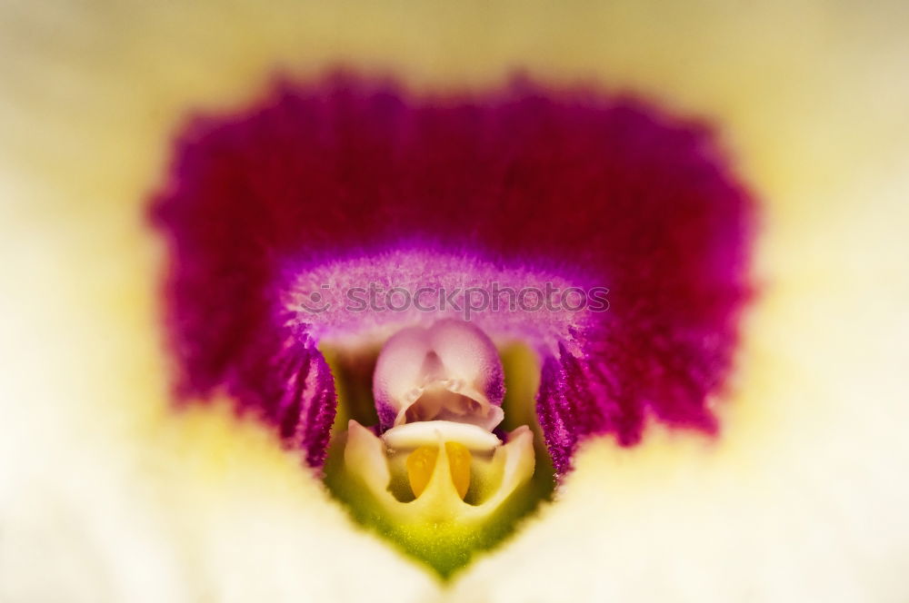 Similar – opium poppy,flower