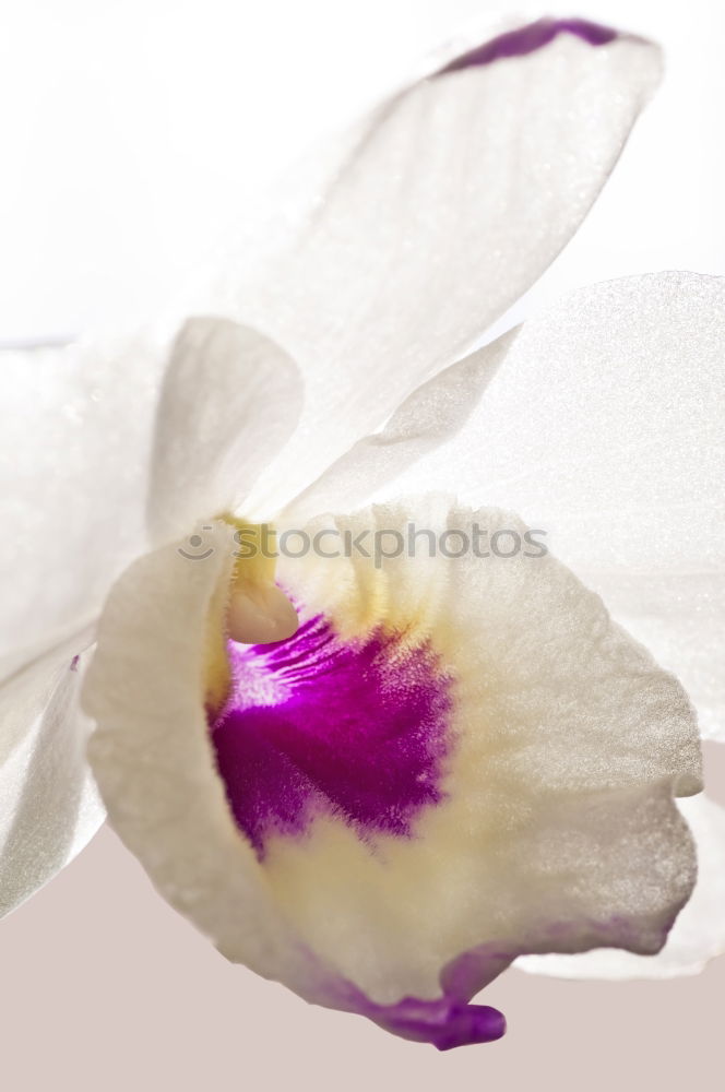 Similar – Image, Stock Photo For today I am a flower