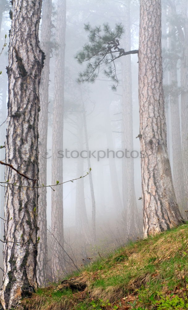 Similar – Märchenwelt Umwelt Natur