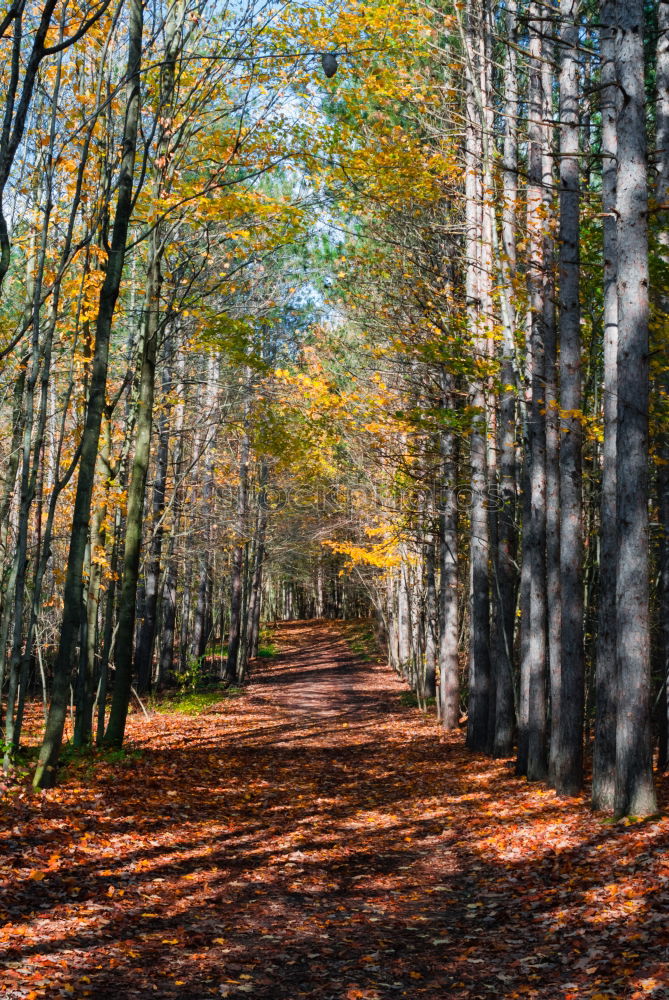 Similar – forest path Life