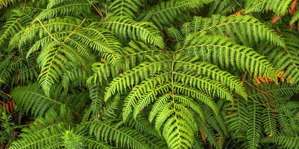 Similar – Image, Stock Photo fir cones