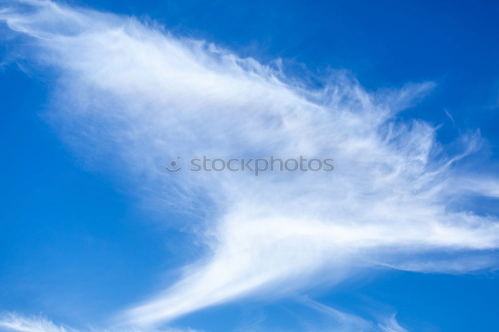 Similar – Image, Stock Photo flying gull. Athletic