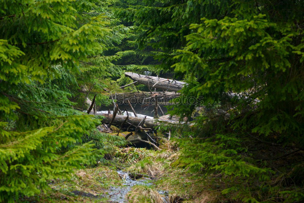 Image, Stock Photo forest cows Life