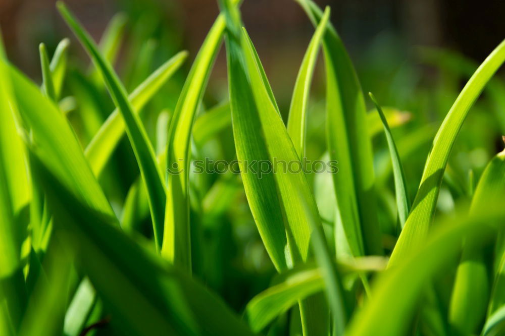 Similar – Image, Stock Photo Grassy path through sunny avenue