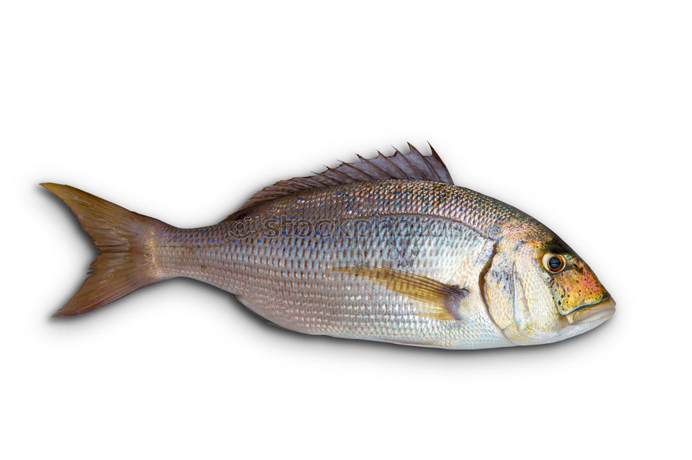 Similar – Image, Stock Photo Redfish in a wooden bed