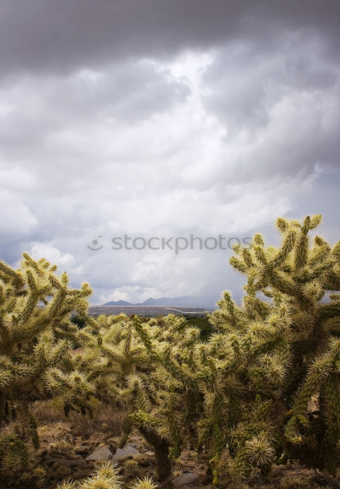 Similar – Cacti and salt lake