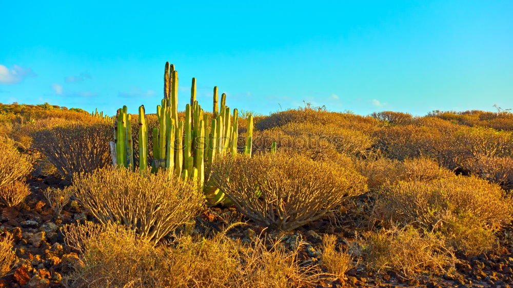 Similar – Image, Stock Photo Cacti in the front garden