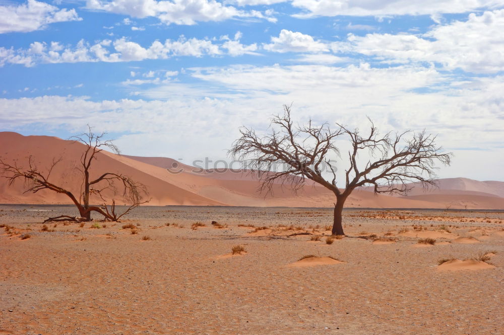 Similar – Dead Vlei Namibia