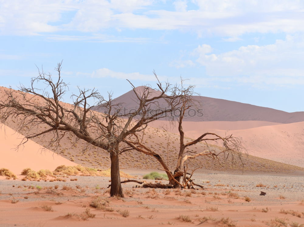 Similar – Image, Stock Photo Sandstorm in Sossusvlei #3