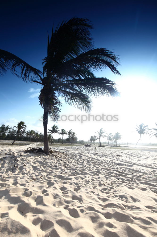 Similar – palm duo Palm tree Couple