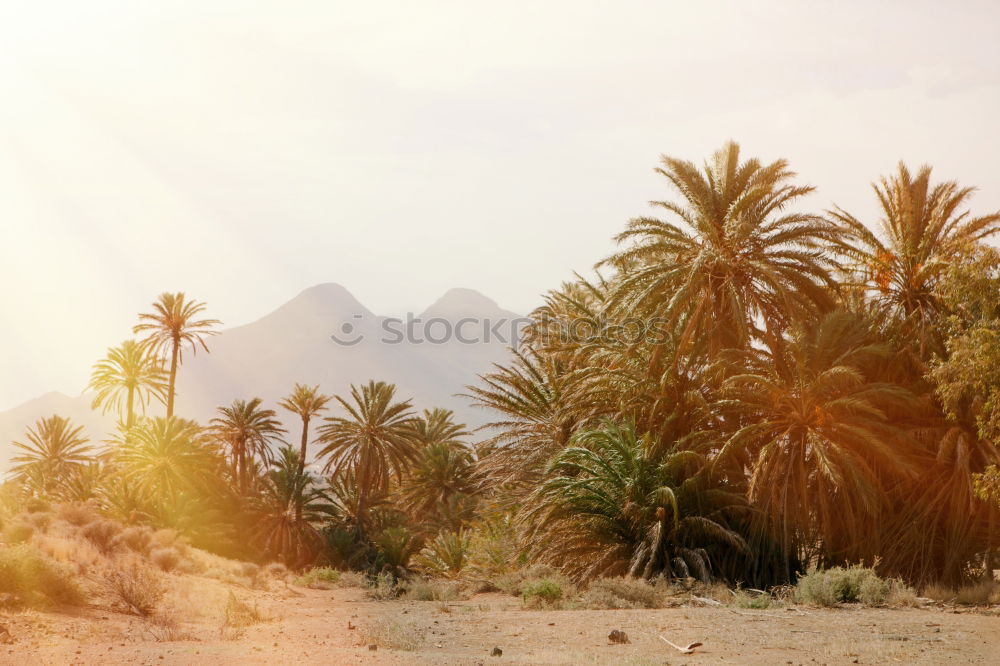 Similar – Image, Stock Photo palm Calm