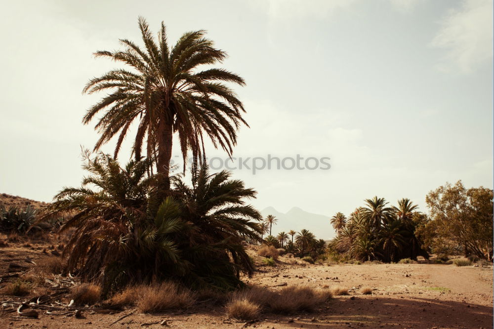 Similar – Summer Palms Palm tree Sun