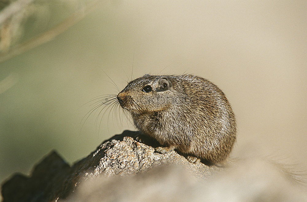 Similar – Image, Stock Photo squirrel Animal