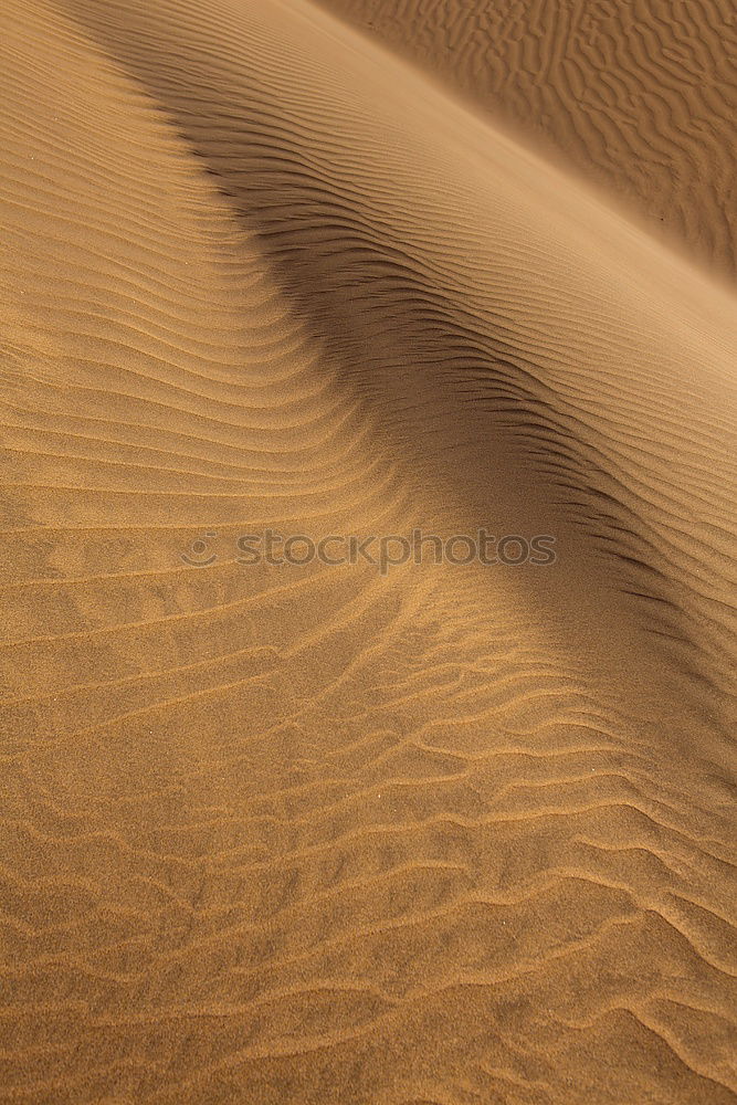 Similar – Sandgeflüster Düne Wüste