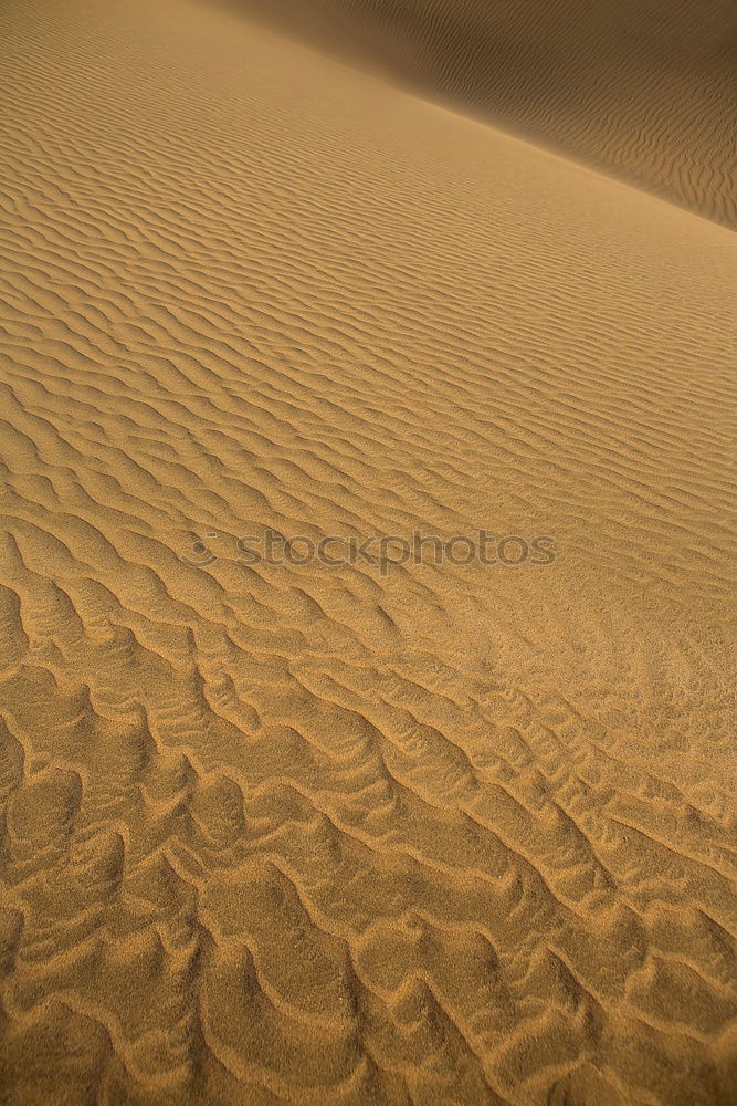 Similar – Sandgeflüster Düne Wüste