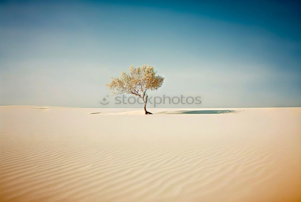 Similar – Dead Acacia Tree in Namib desert