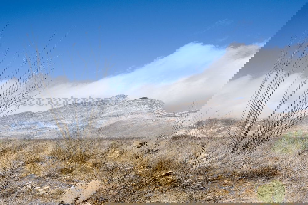 Similar – Image, Stock Photo Joshua Tree Well-being