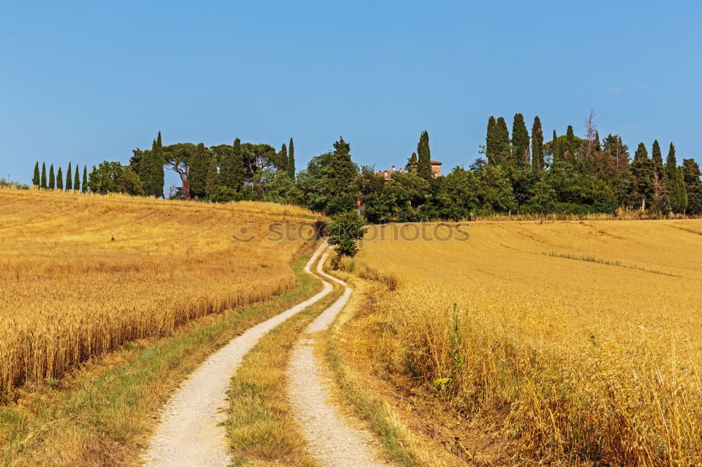 Similar – Cypress trees road