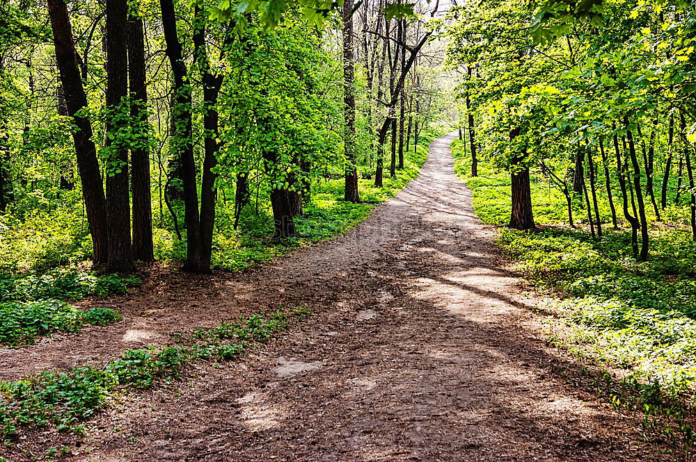 Similar – | steiniger weg Allee Baum