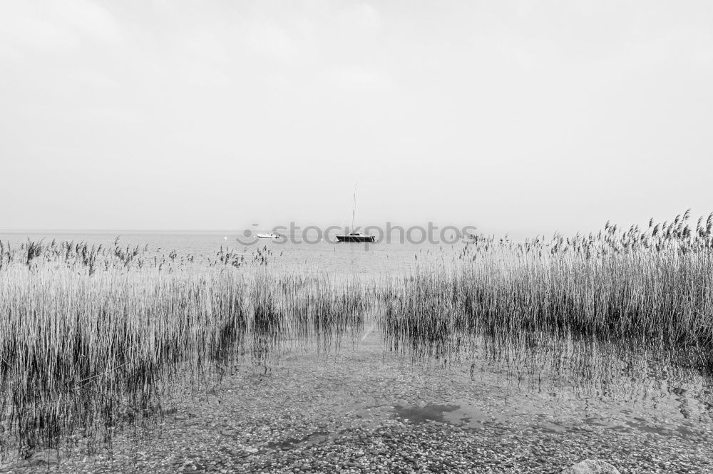 Similar – Zeesboat, Saaler Bodden, Landscape