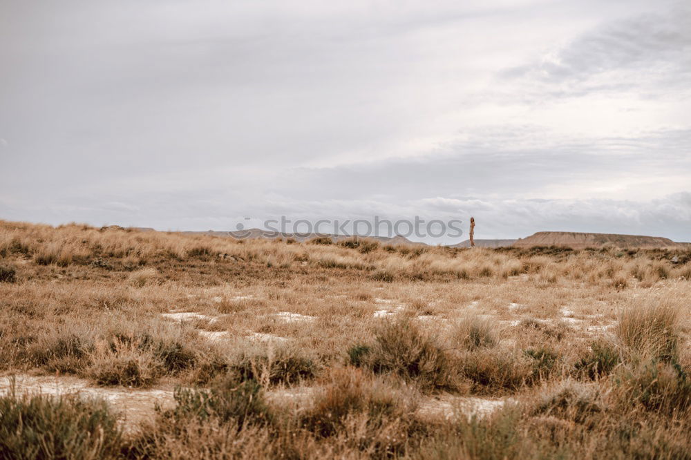 Similar – Image, Stock Photo Sheep walking on the road