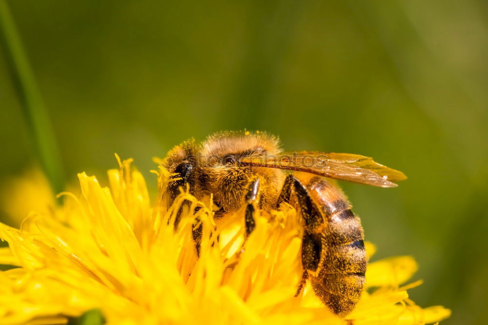 Similar – Earth bee ( Andrena florea ) 04