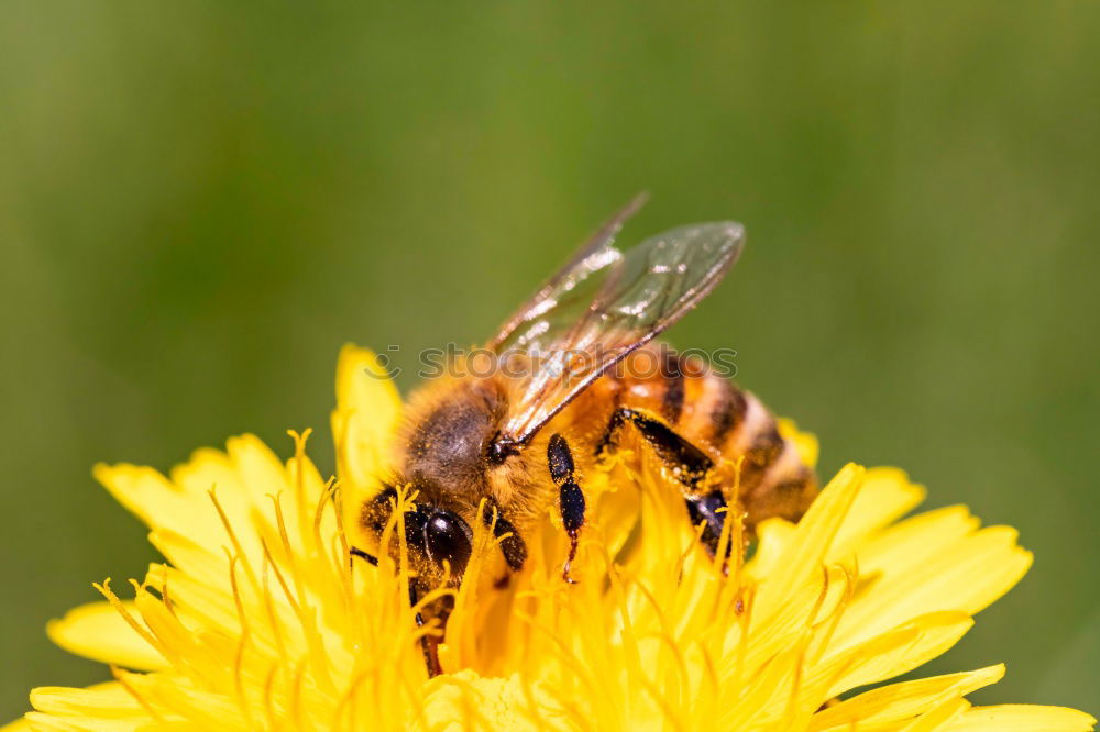 Similar – Image, Stock Photo Myiatropa florea Bee