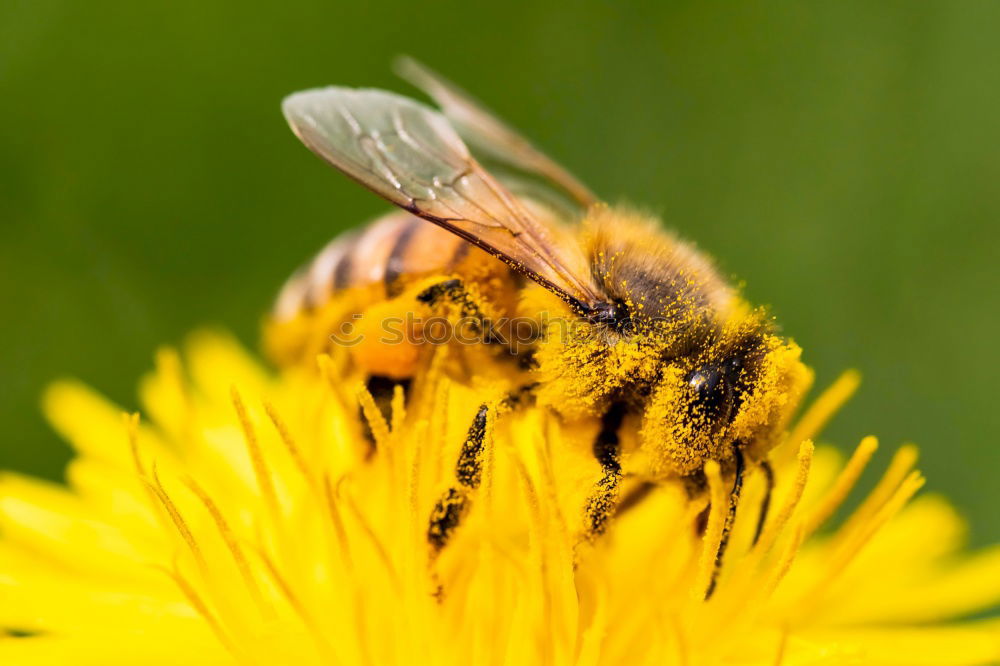 Similar – Earth bee ( Andrena florea ) 04