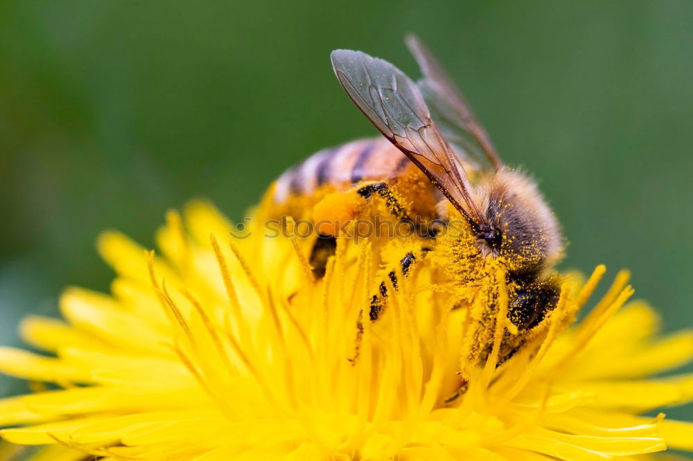 Similar – Earth bee ( Andrena florea ) 04