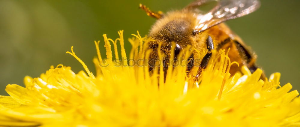 Similar – Image, Stock Photo fed up Nature Summer Plant