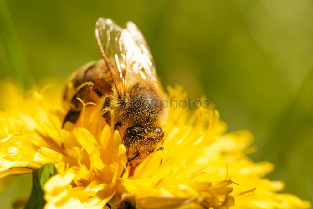 Similar – Image, Stock Photo Honey bee covered with yellow pollen collecting sunflower nectar