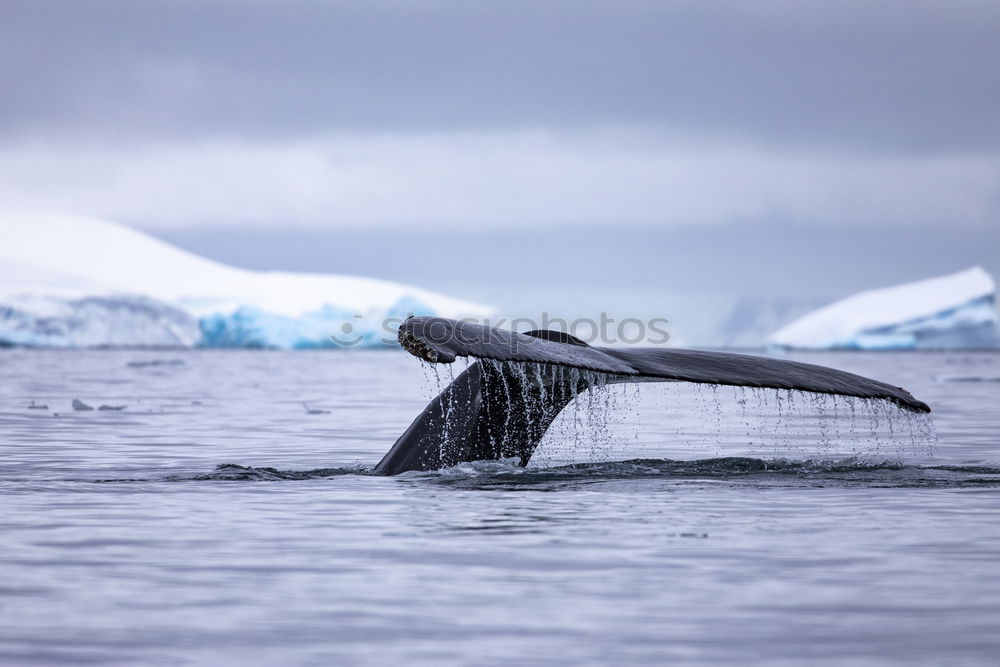 Similar – Whale swimming icy ocean