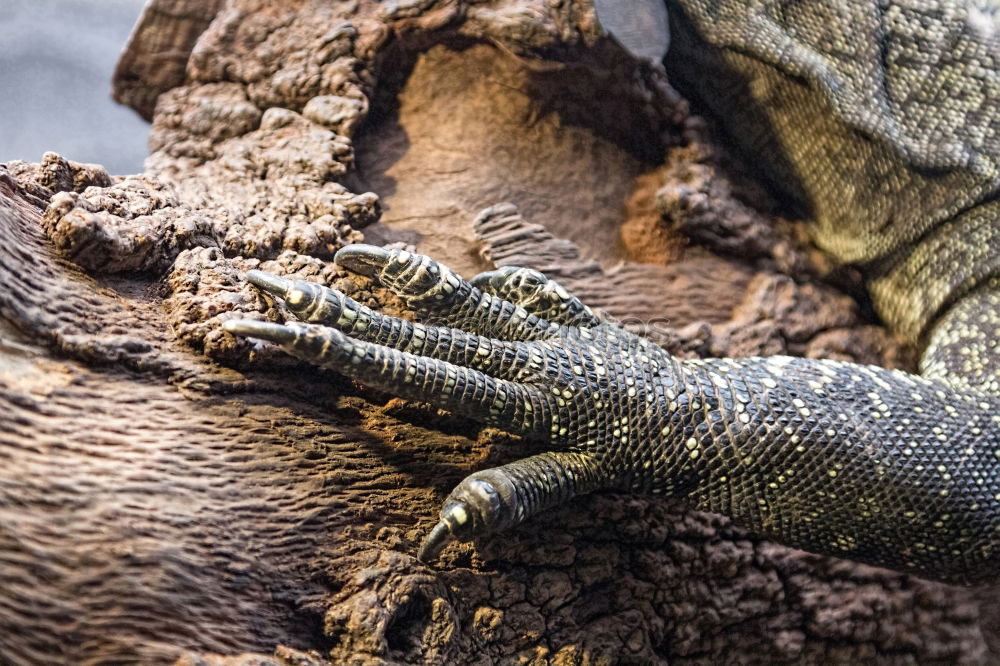 Similar – dragon hand Iguana Lizards