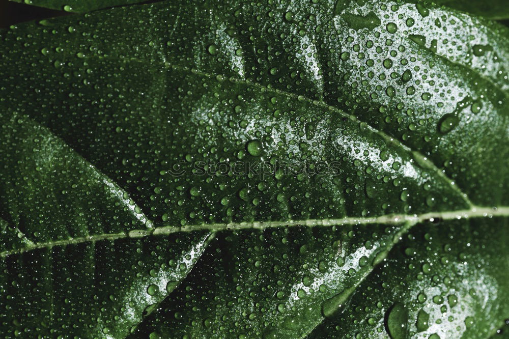 Similar – Image, Stock Photo Kale leaf Food Vegetable