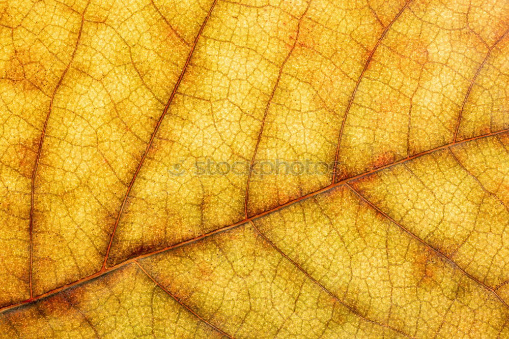 Image, Stock Photo variegated autumn leaf