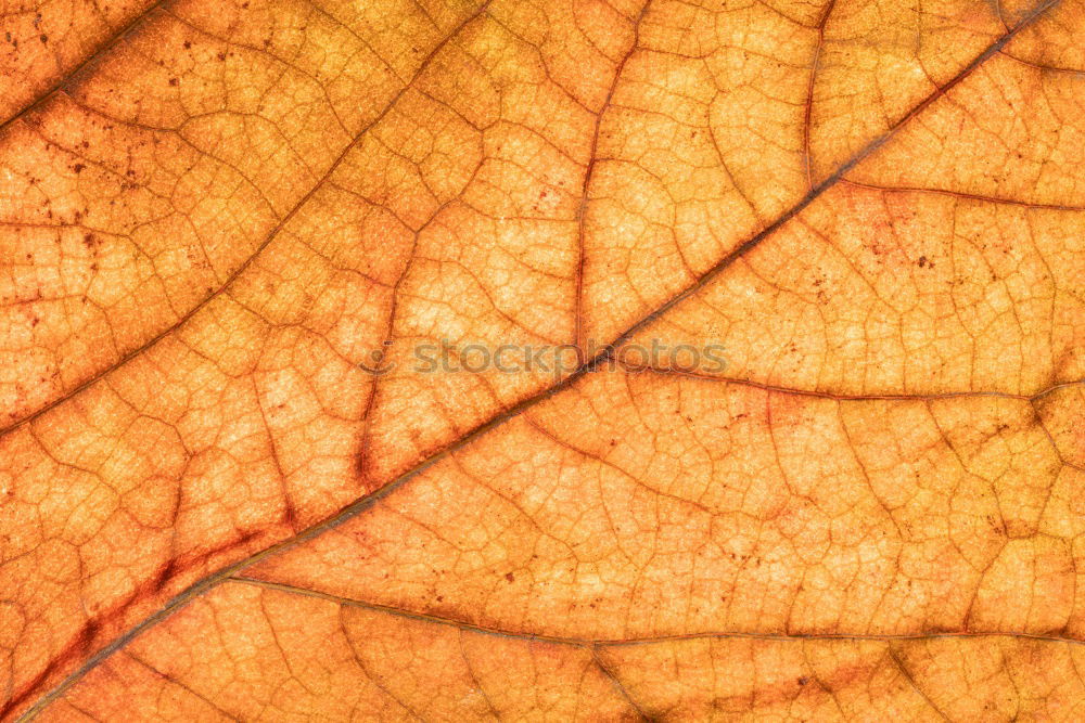 Similar – Image, Stock Photo Transformation | Hamamelis leaf in autumn