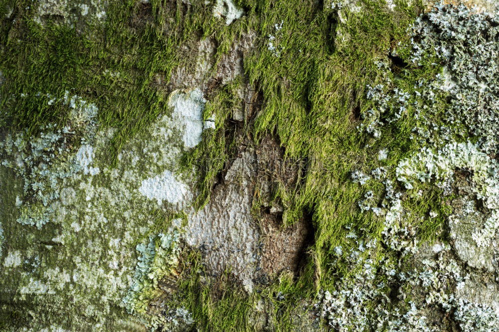 Similar – Ivy with tree Tree Tendril