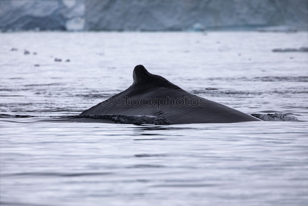 Similar – Image, Stock Photo Ecco the Dolphin