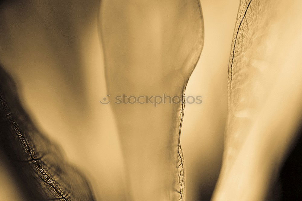 Similar – Foto Bild Schwan Natur Tier